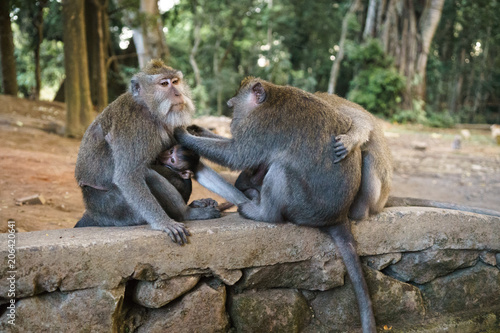 Photos A family of the balinese long tailed monkey (macaca fascicularis) with a baby sitting on a wall delousing each other in the sacred monkey forest in Ubud, Bali, Indonesia (09