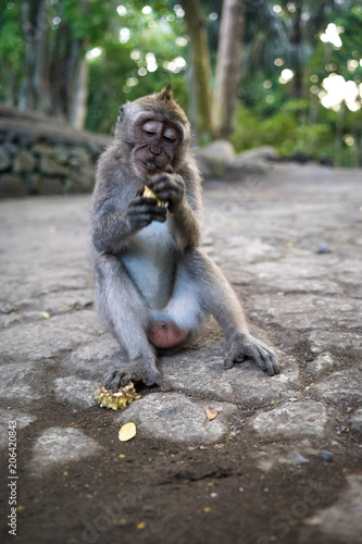Young balinese long tailed monkey (macaca fascicularis) sitting on the ground eating in the sacred monkey forest in Ubud, Bali, Indonesia (09.05.2018)