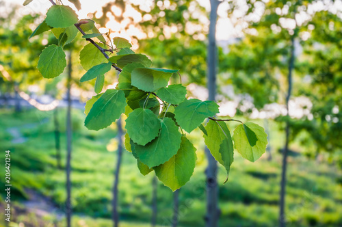 Aspen  (Populus tremula) branch in spring