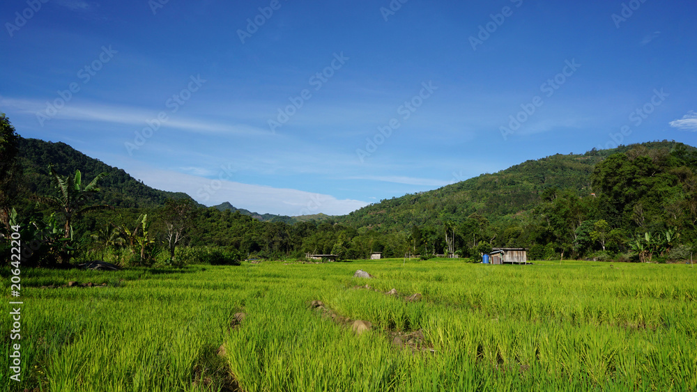 Beautiful view of a paddy field located in Ranau, Sabah, Malaysia. 
