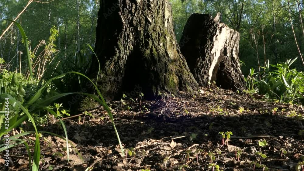 View Of Tree Stump On Spring Day In The Forest View Of Tree Stump On Spring Day In The Forest