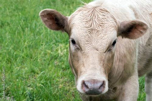 A close up photograph of the face of a young cow in Missouri.