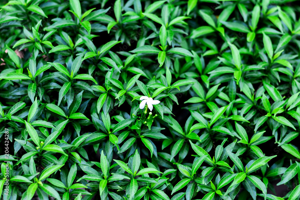 White flower surrounded by leaves White flower surrounded by leaves