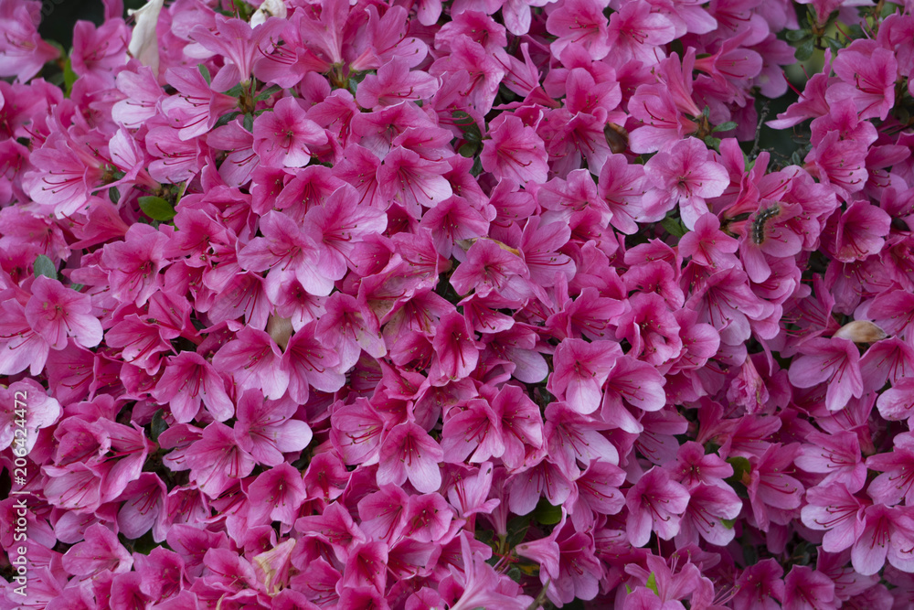 Blooming Azalea