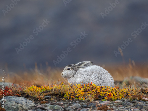 Polar hare in arctic tundra, Greenland photo