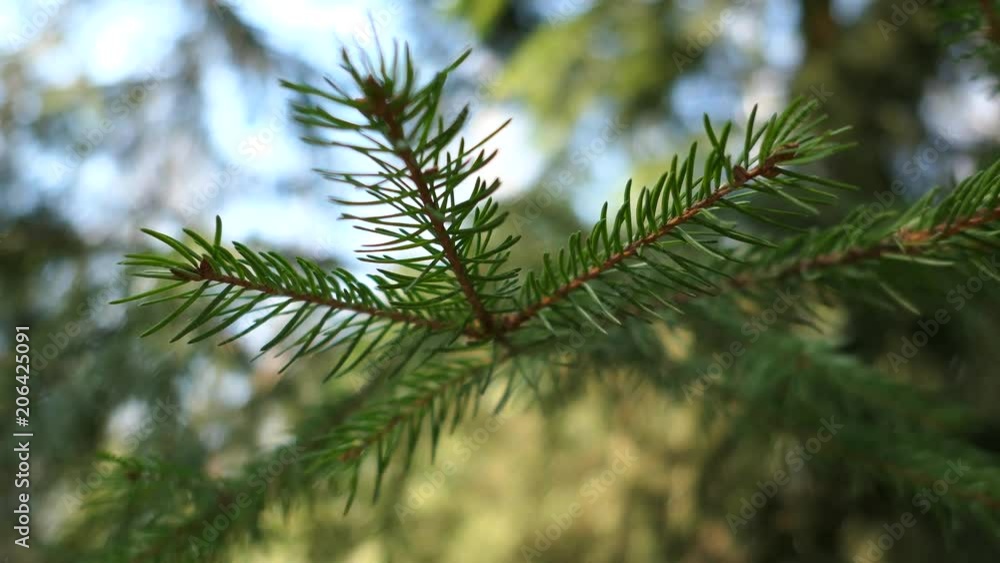Branches Of Pine Tree In Sunny Spring Day Branches Of Pine Tree In Sunny Spring Day