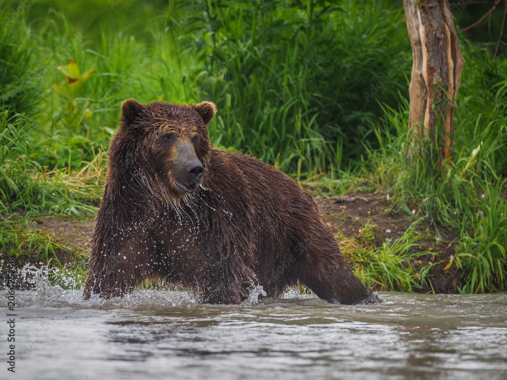 Kamchatka brown bear (Ursus arctos beringianus) catches fish on the Kuril Lake (Kamchatka Peninsula, Russia). Kamchatka brown bear (Ursus arctos beringianus) catches fish on the Kuril Lake (Kamchatka Peninsula, Russia).