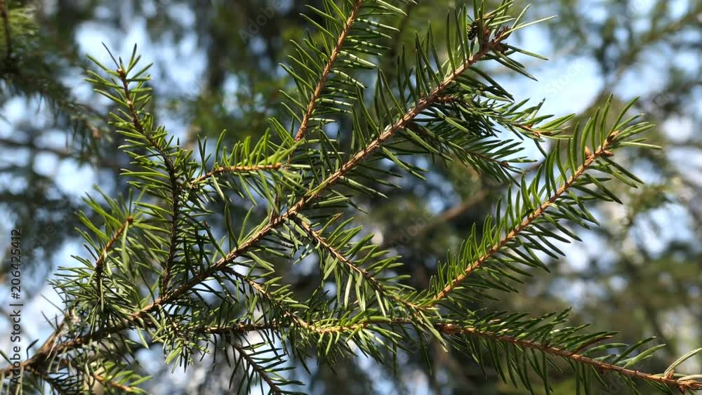 Branches Of Pine Tree In Sunny Spring Day Branches Of Pine Tree In Sunny Spring Day
