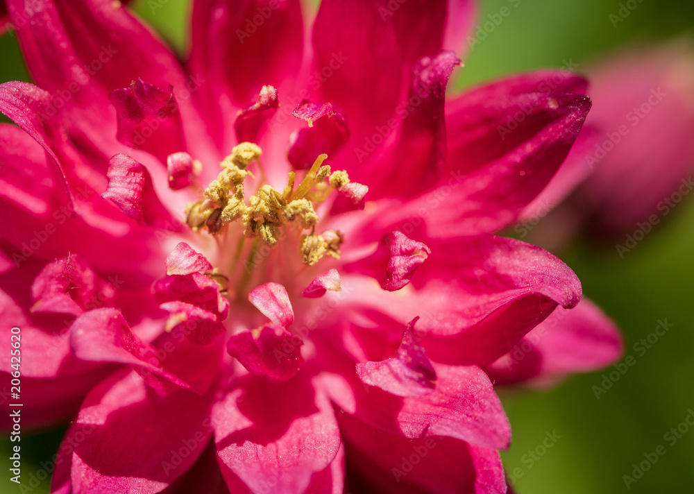 Fototapeta premium Columbine 