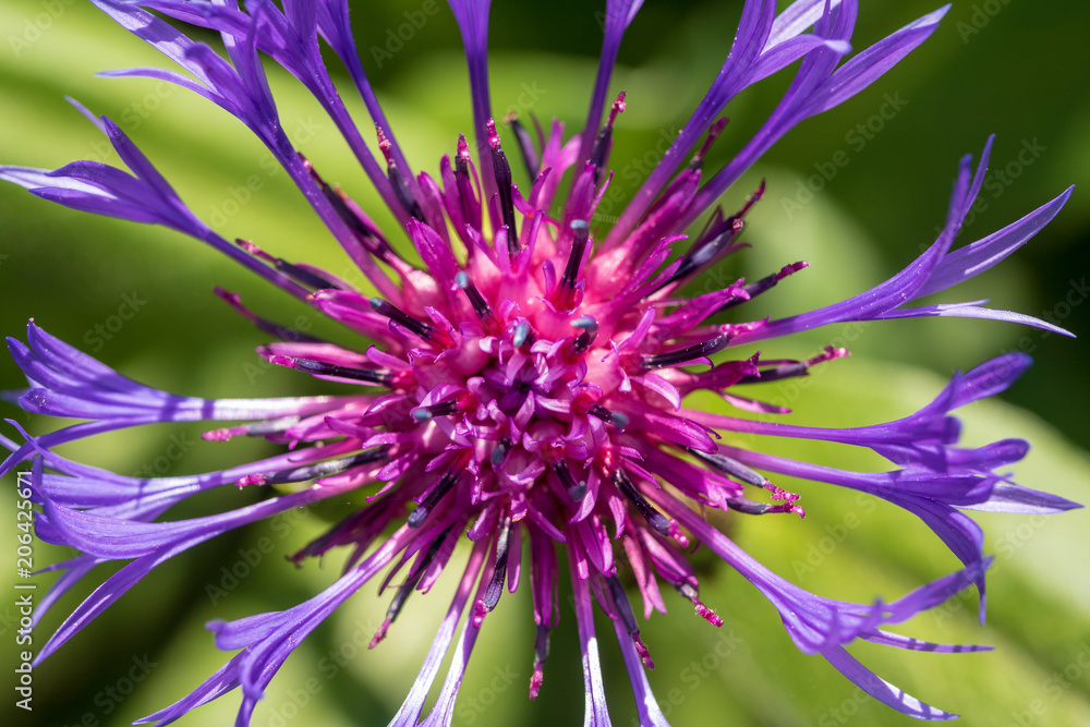 Obraz premium Cornflower macro