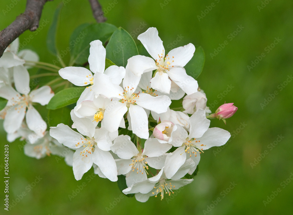 Fototapeta premium MALUS 'WHITE ANGEL'