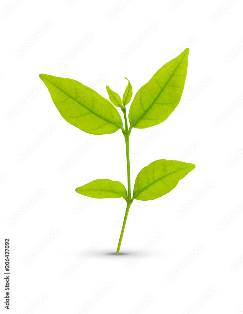 Green leaf isolated
