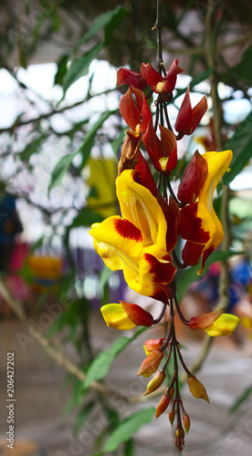Bright tropical flower