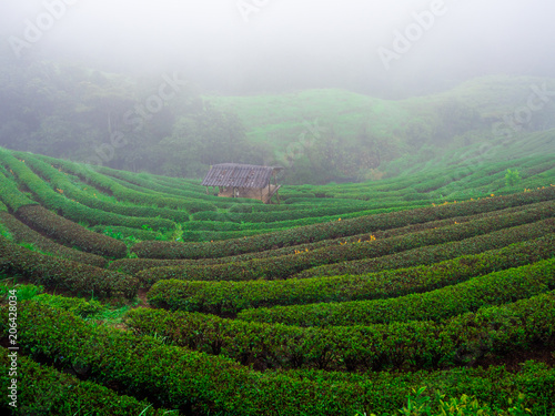 hmong hill tribe harvest tea plant in the morning at rai cha 2000, DOI ANG KANG, Chiang Mai, Thailand