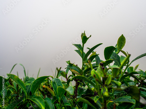 close up tea in the morning at rai cha 2000 Tea Plantation   DOI ANG KANG  Chiang Mai  Thailand