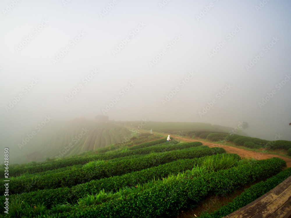 hmong hill tribe harvest tea plant in the morning at rai cha 2000, DOI ANG KANG, Chiang Mai, Thailand