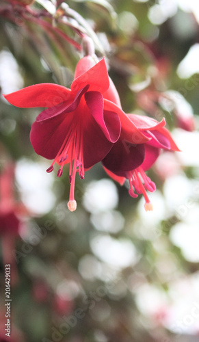 Quantuta or Cantua buxifolia flowers