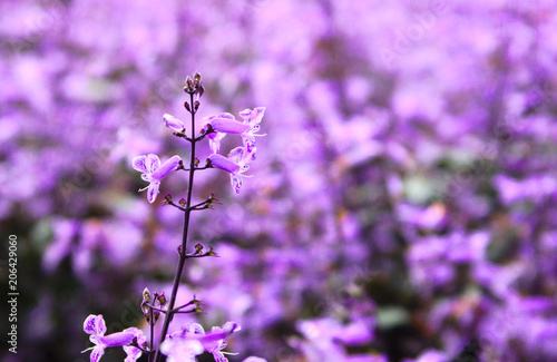 Lavender flower in front of lavender field 