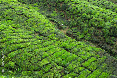 BOH's tea plantation at Cameron Highlands