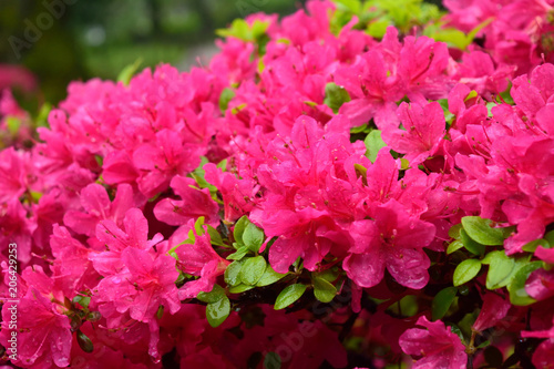 鮮やかなツツジ ショッキングピンクの花 © op2015 / JAPAN