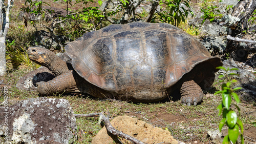 Galapagos Giant Tortoise, at the Galapaguera Interpretation Center on San Cristobal, Galapagos Islands