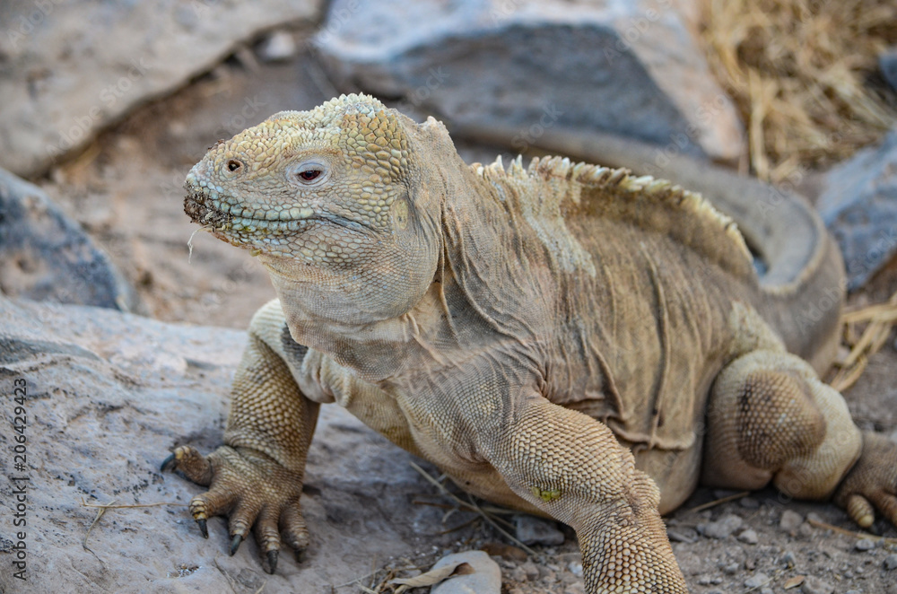 Fototapeta premium A Santa Fe land iguana, a species endemic to the Isla Sante Fe on the Galapagos Islands