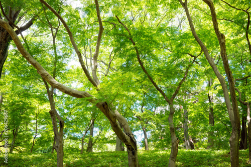 新緑の森の木々
