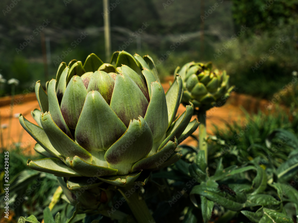 Obraz premium Artichoke (Cynara cardunculus ) in a field.