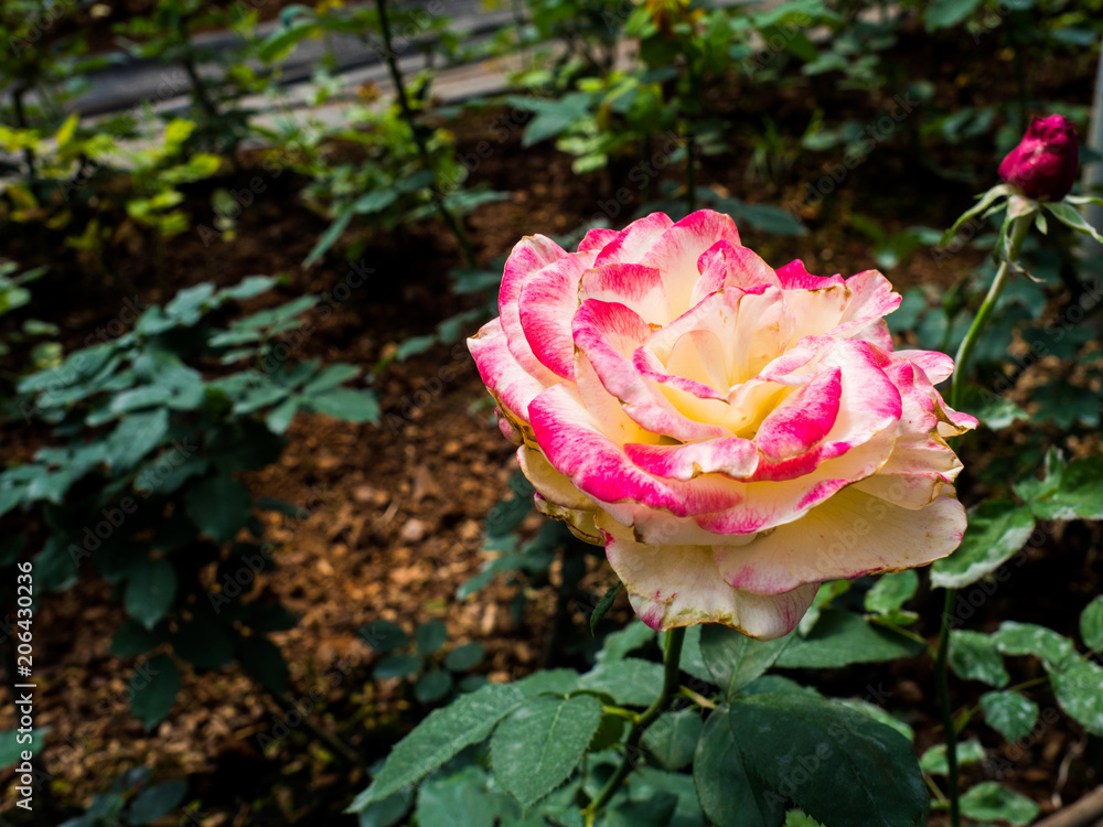 Rose flower in a garden Rose flower in a garden