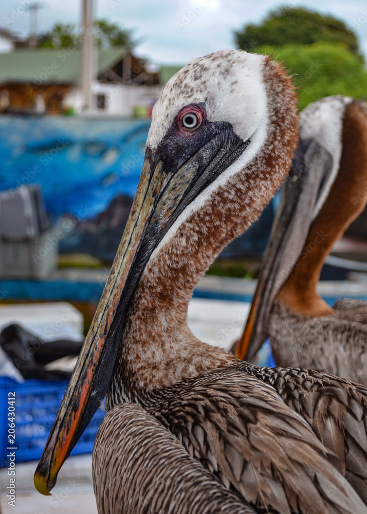 Pelicans at the Puerto Ayora fish market, on Isla Santa Cruz, Galapagos  Islands. Stock Photo | Adobe Stock