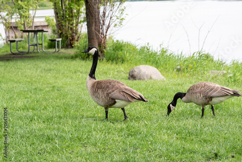 canadian geese walking across grass in park by lake