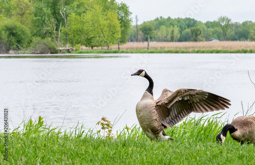 Obraz na plátně canadian goose flapping wings by lakefront