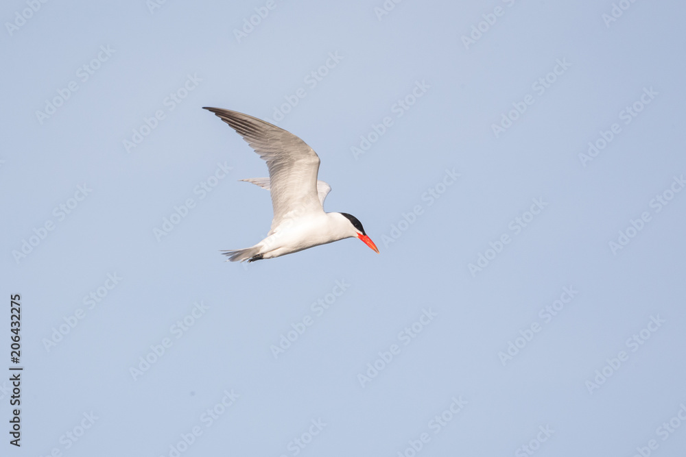 Flying Caspian Tern