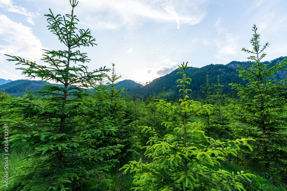 Fototapeta premium Jungwald im Almtal