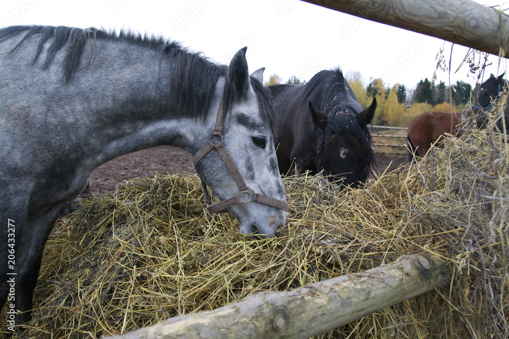 Fototapeta Szary koń blisko dużego haystack
