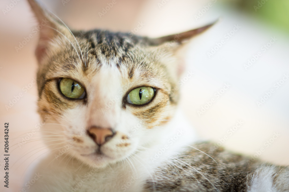 Fototapeta premium ิbeauty full cat thai