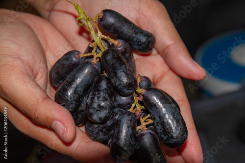 Hands Holding Moon Drop grapes or Purple Witch Fingers Grapes.