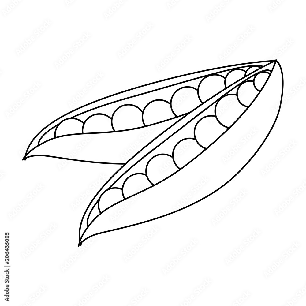 fresh beans vegetarian food vector illustration design