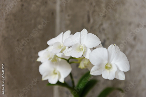 white orchid flowers with copy space