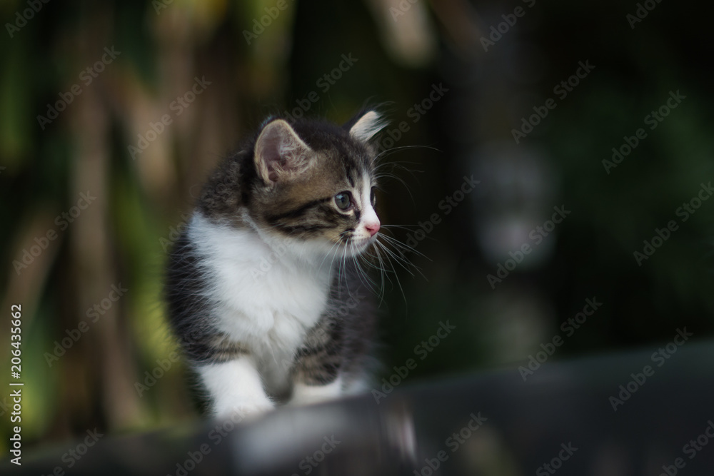 ิbeauty full cat thai