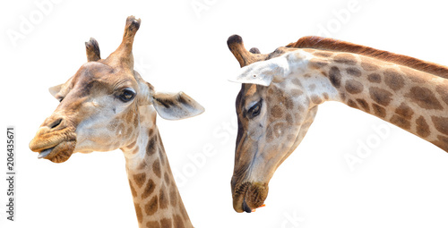 giraffe head isolated on white background with clipping path