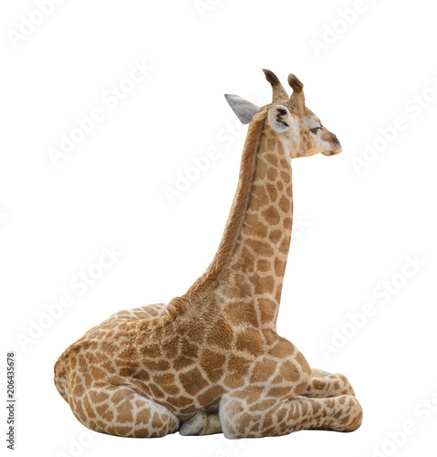 baby giraffe isolated on white background with clipping path