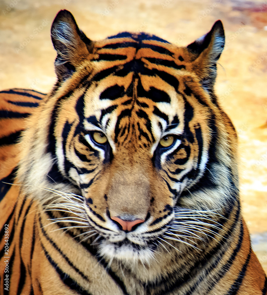 Fototapeta premium Tygrys