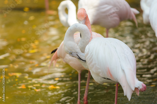 Close up of beautiful pink flamingos bird (Phoenicopterus ruber) in the water