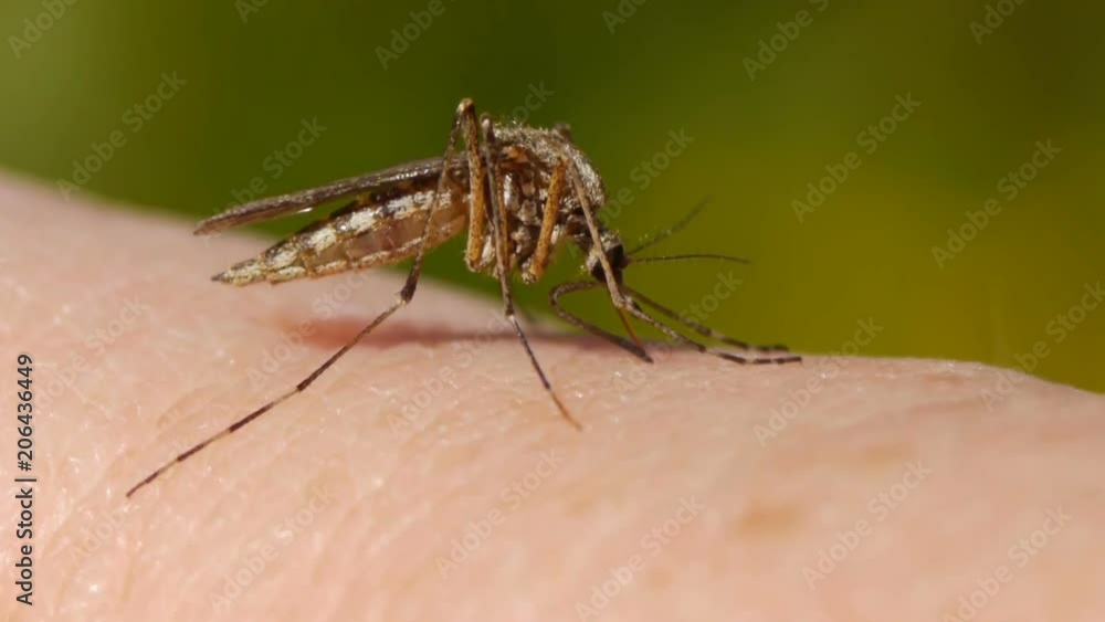 Close-up shot of a mosquito blood sucking on human skin
Close-up shot of a mosquito blood sucking on human skin