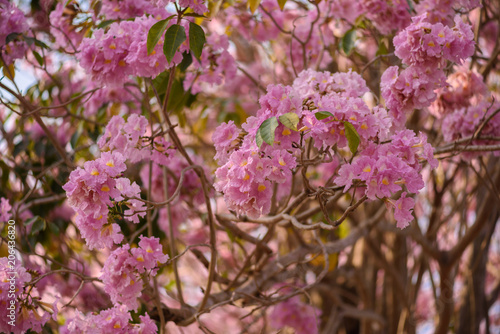 Tabebuia rosea is a Pink Flower neotropical tree