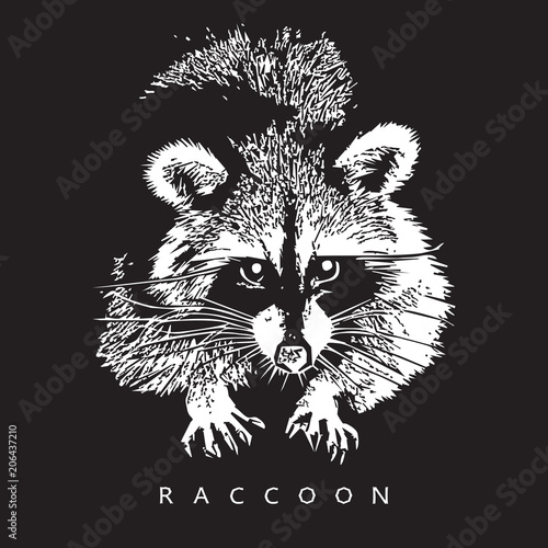 Raccoon - realistic portrait on black background.  Black and white vector illustration in style of engraving, graphic design element for logo (logotype) or template. Cute animal of North America.  © mivod