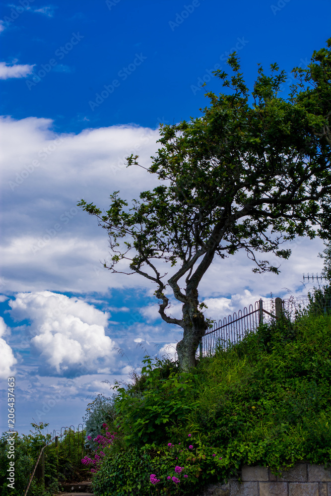 Obraz premium Single Tree and Clouds