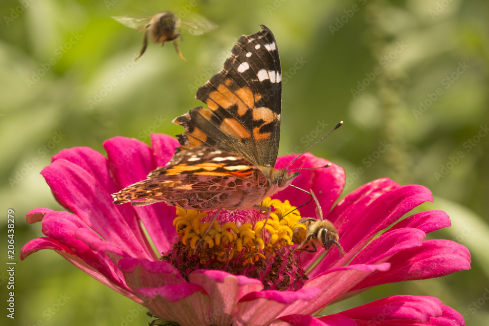 Painted lady butterfly and honey bees on a dahlia flower. Painted lady butterfly and honey bees on a dahlia flower.