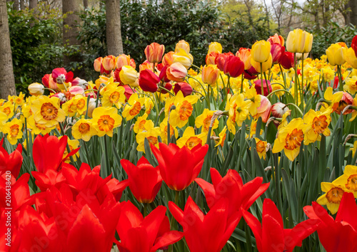 colorful tulips and daffodils blooming in a garden